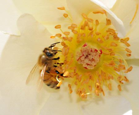 Honey Bee on Rose