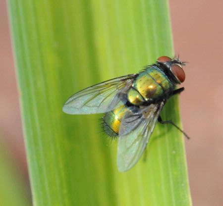 Blowfly