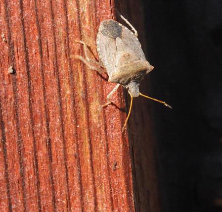 Stink bug