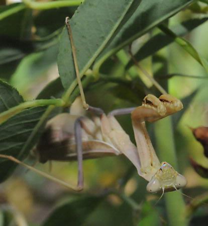 Praying mantis, upside down