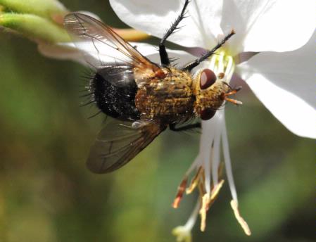 Tachinid fly