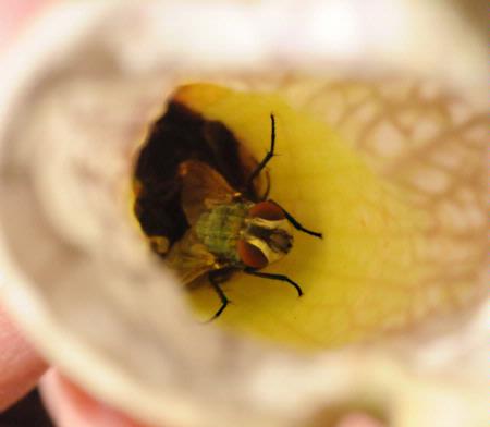 Tiny tachinid (parasitic) fly tries to exit a carnivorous plant