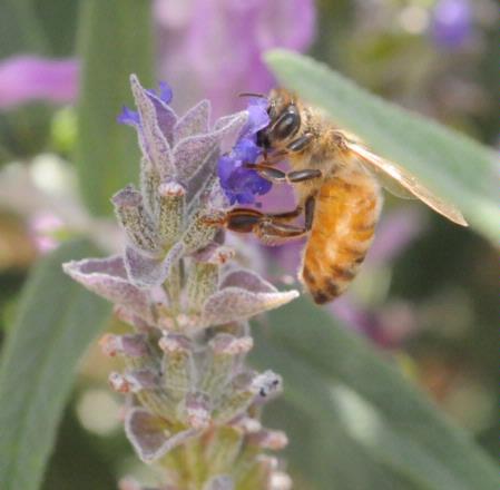 Italian honey bee on sage