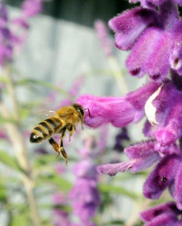 Honey bee in flight