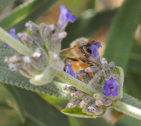 Honey bee, her head in a blossom.