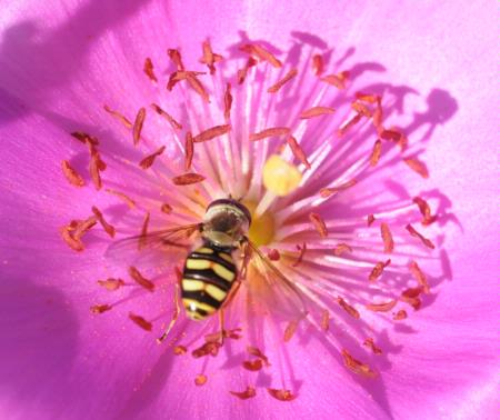 Hover fly on rock purslane