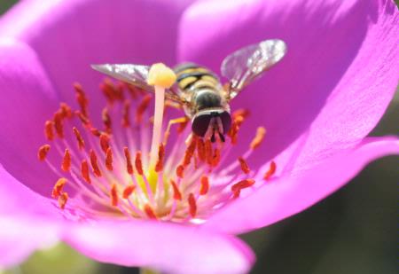 Head of hover fly