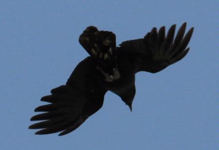 American crow in flight