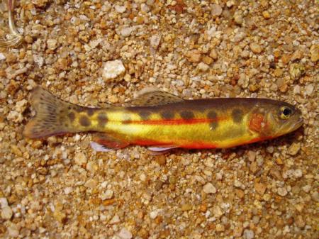 Golden trout, Mulkey Creek