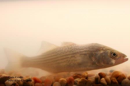 Striped bass, 7 in, Suisun Marsh