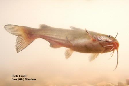 White catfish, 6 in, underside, Suisun Marsh