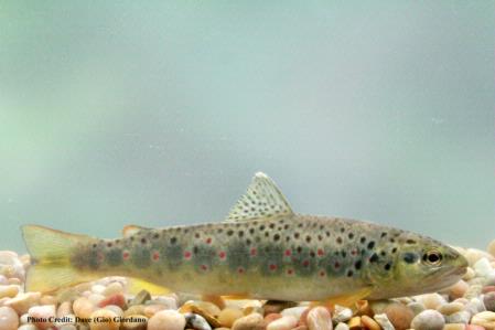 Brown trout, 8 in., Deer Creek