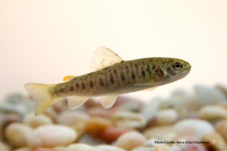 Brown trout, 2.5 in., Deer Creek