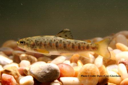 Brown trout, 2.5 in., Deer Creek, Willow Valley Rd.