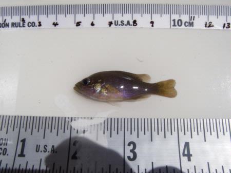 Green sunfish, on measuring board, 5.5 cm, Leonard Lake