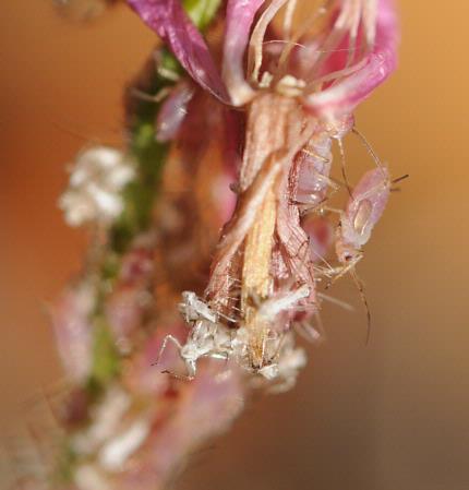 Aphids on guara (Guara linheimeri)