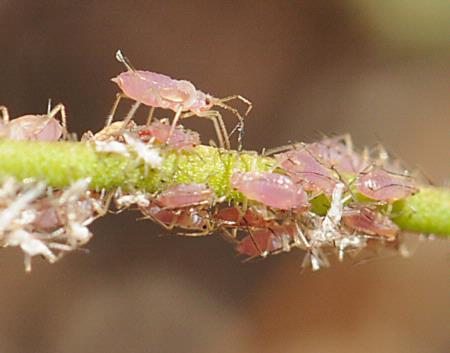 aphids on guara (Guara linheimeri)