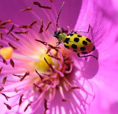 Spotted cucumber beetle (Diabrotica undecimpunctata undecimpunctata) on rock purslane  (Calandrinia grandiflora).