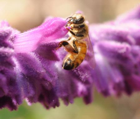 Honey bee on sage