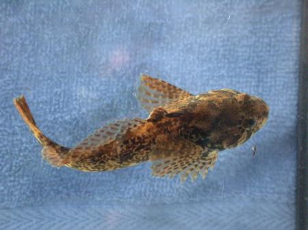 Marbled sculpin, dorsal view, Shasta River