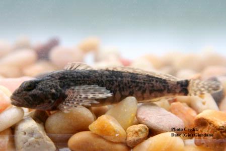 Pit Sculpin, Modoc County