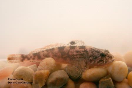 Prickly sculpin, Suisun Marsh