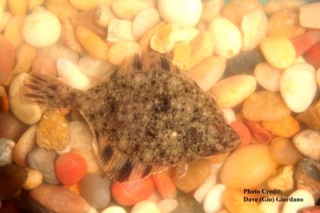 Starry flounder, dorsal view, 3 in., Suisun Marsh