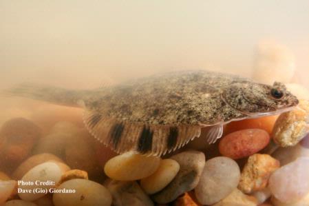 Starry flounder, side view, 3 in., Suisun Marsh
