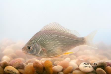 Tule Perch, 4 in., Suisun Marsh