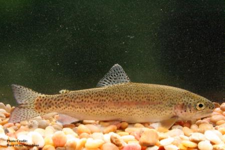 Rainbow trout, 7 in., Deer Creek