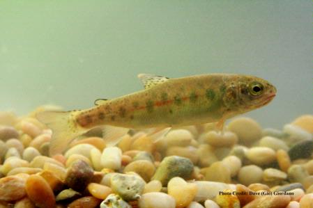 Rainbow trout, 4 in., Deer Creek