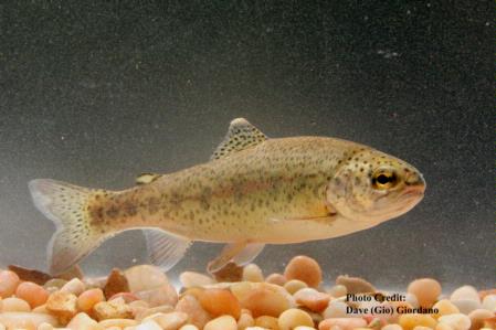 Rainbow trout, front, Deer Creek