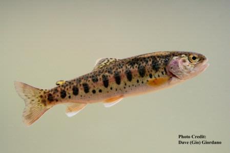 Rainbow trout, side, Lassen Creek, Modoc County