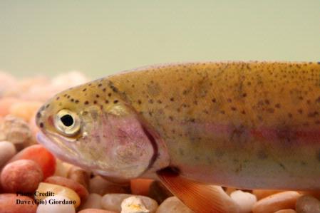 Rainbow trout, head, Lassen Creek, Modoc County