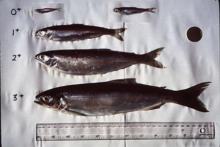 Kokanee with sizes indicated (Canadian dollar used for reference) Location: Kootenay Lake, BC, Canada, Date: circa 1994,