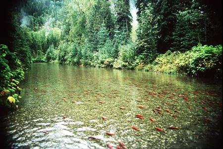 Kokanee spawning in the Meadow Creek Spawning Channel, Kootenay Lake, BC, Canada, Date: circa 1994