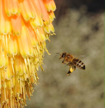 Honey bee heading toward 