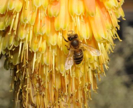 Honey bee on Christmas Cheer