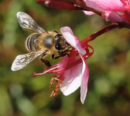 Honey bee on guara