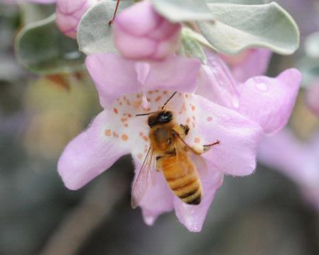 Honey bee on Cenizo