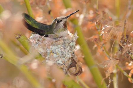 Hummingbird on nest, incubating eggs.