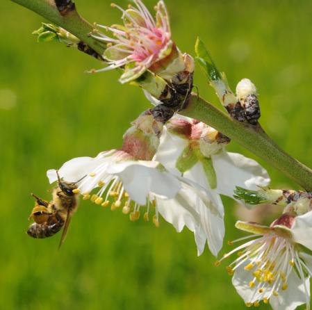 Pollen load