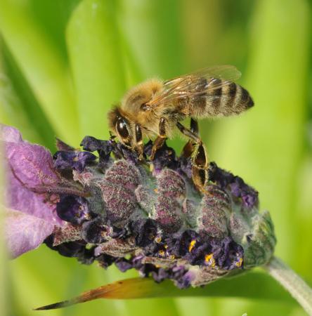 Honey bee on lavender