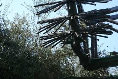 DSE mechanical olive harvester, tines in tree canopy, Central Valley, California 2007