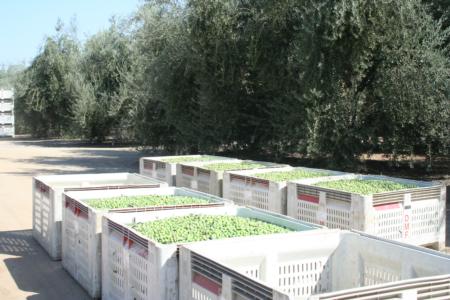 Olives in bins from mechanical harvester, Central Valley, California 2007
