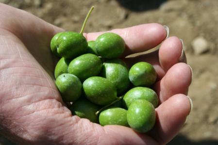 Hojblanca olives in mechanical harvesting trial, Portugal 2008