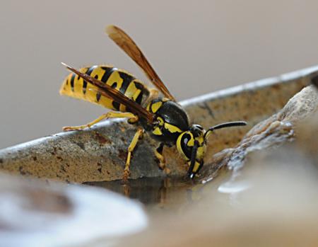 Yellowjacket