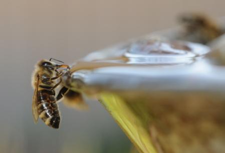 Honey bee drinking water