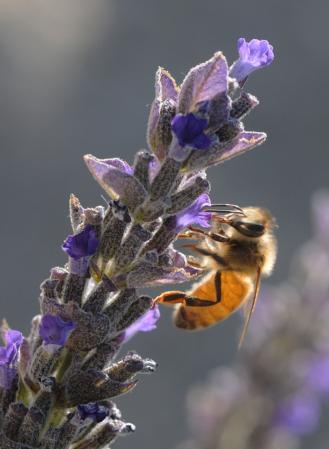 Honey bee on lavender