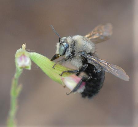 Male carpenter bee